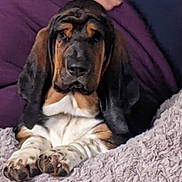 Luna joined the competition — help win amazing prizes! basset_hound, puppy, dog, animal, pet, wrinkly_face, brown_black_white_fur, paws, blanket, cozy, comfort, indoor, relaxed, cute, ears, lying_down, portrait, fur, mammal, snout