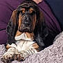 basset_hound, puppy, dog, animal, pet, wrinkly_face, brown_black_white_fur, paws, blanket, cozy, comfort, indoor, relaxed, cute, ears, lying_down, portrait, fur, mammal, snout