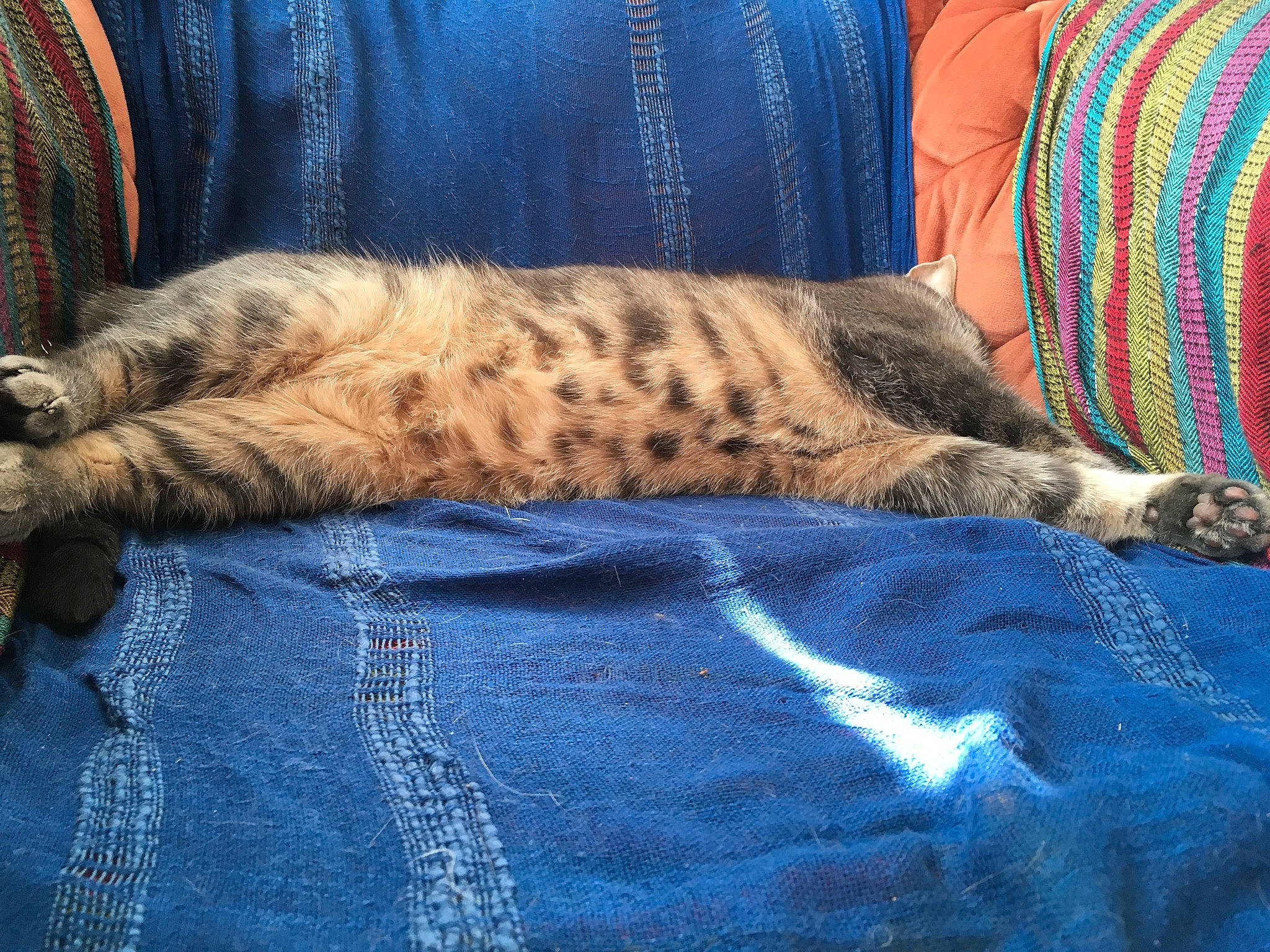 Globule a rejoint le concours — aidez-le/la à gagner de superbes lots ! bengal, california_spangled, carnivore, cat, domestic_short_haired_cat, dragon_li, egyptian_mau, european_shorthair, felidae, fur, furniture, kitten, nap, ocicat, pixie_bob, small_to_medium_sized_cats, tabby_cat, tail, toyger, whiskers