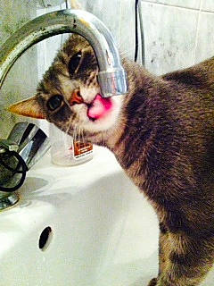 Globule participe au concours pour gagner de l'argent avec cette photo : asian, carnivore, cat, domestic_short_haired_cat, european_shorthair, felidae, german_rex, kitten, plumbing_fixture, small_to_medium_sized_cats, tabby_cat, whiskers