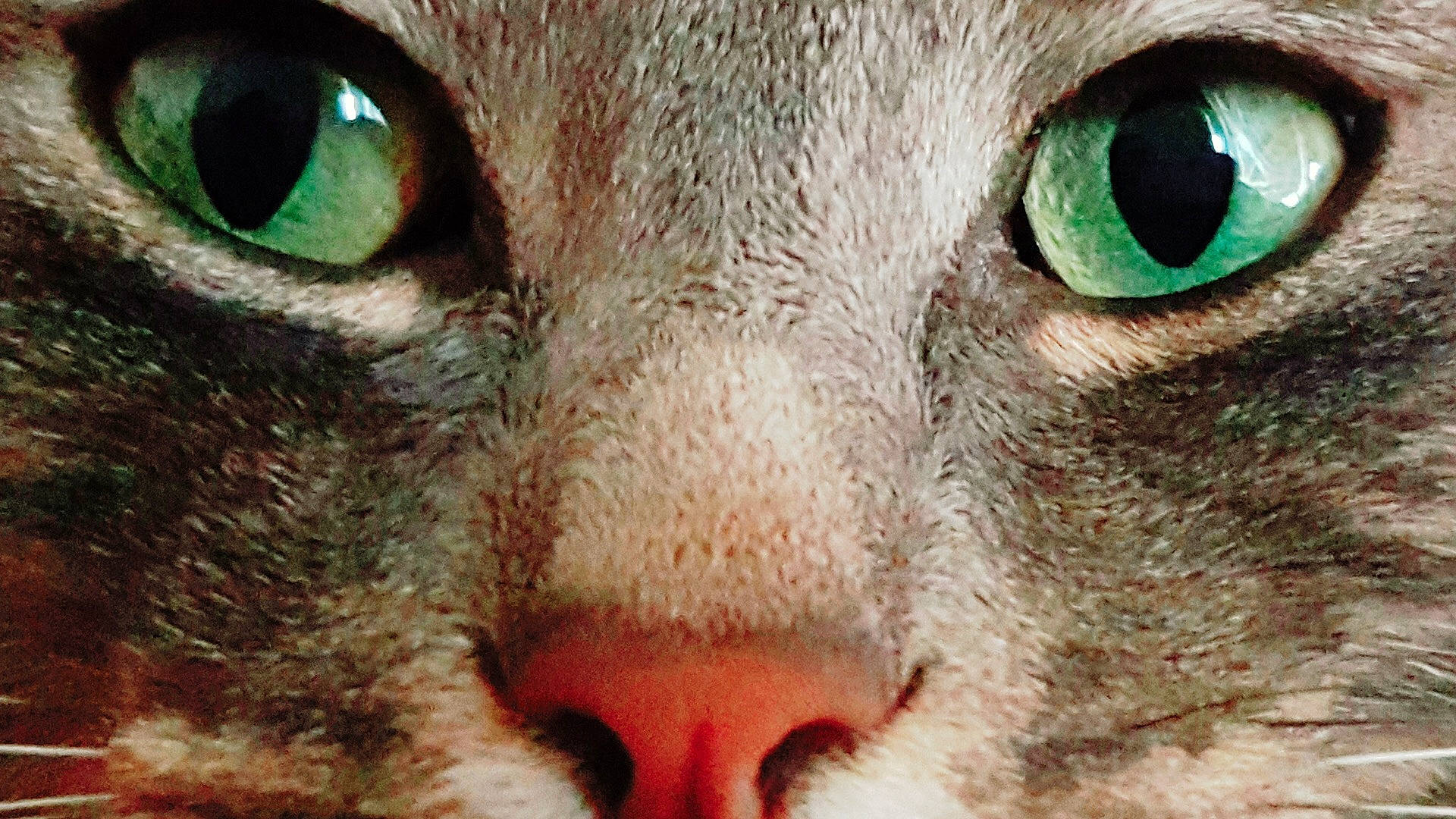 Globule a rejoint le concours — aidez-le/la à gagner de superbes lots ! aegean_cat, carnivore, cat, close_up, domestic_short_haired_cat, eye, felidae, green, head, iris, mammal, nose, ojos_azules, organ, organism, photography, singapura, small_to_medium_sized_cats, snout, whiskers