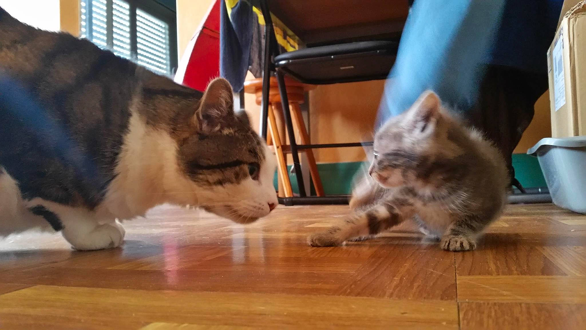 Chaussette a rejoint le concours — aidez-le/la à gagner de superbes lots ! american_shorthair, asian, canidae, carnivore, cat, domestic_short_haired_cat, european_shorthair, fawn, felidae, floor, hardwood, kitten, mammal, paw, singapura, small_to_medium_sized_cats, swedish_vallhund, tabby_cat, vertebrate, whiskers