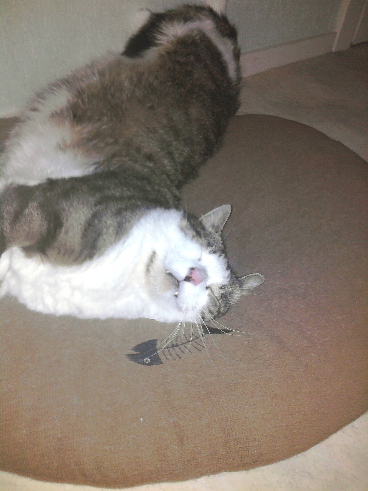 Chaussette a rejoint le concours — aidez-le/la à gagner de superbes lots ! carnivore, cat, domestic_short_haired_cat, ear, european_shorthair, fawn, felidae, fur, kitten, norwegian_forest_cat, ragdoll, small_to_medium_sized_cats, snowshoe, tail, whiskers