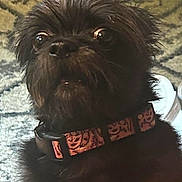 Chloe joined the competition — help win amazing prizes! adorable, animal, black_dog, carpet, close_up, collar, companion, curious, cute, dog, domestic_animal, fur, furry, household, indoor, looking_up, pet, sitting, small_dog, wide_eyes