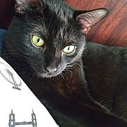 Onyx is registered to the contest to win money with this photo: abyssinian, animal, blackcat, blanket, brasssection, cat, couch, cross, cushion, egyptiancat, furniture, homedecor, horn, kitten, manx, musicalinstrument, pet, quilt, symbol, text