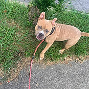 Bayle Mariee is registered to the contest to win money with this photo: dog, leash, grass, sidewalk, tree_stump, outdoor, pet, canine, walking, curious, tan_dog, collar, pavement, nature, street, daytime, animal, ears_up, alert, looking_up