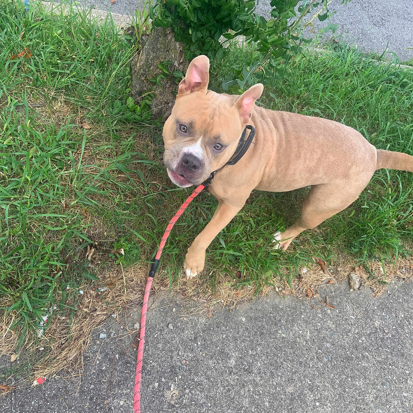Bayle Mariee is registered to the contest to win money with this photo: alert, animal, canine, collar, curious, daytime, dog, ears_up, grass, leash, looking_up, nature, outdoor, pavement, pet, sidewalk, street, tan_dog, tree_stump, walking