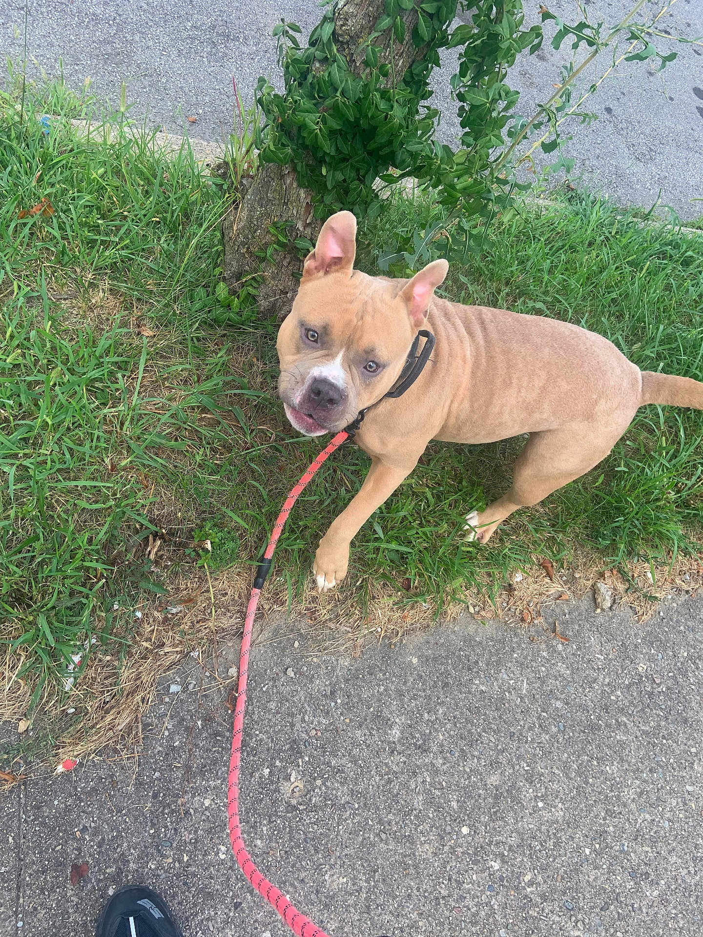 Bayle Mariee is registered to the contest to win money with this photo: dog, leash, grass, sidewalk, tree_stump, outdoor, pet, canine, walking, curious, tan_dog, collar, pavement, nature, street, daytime, animal, ears_up, alert, looking_up