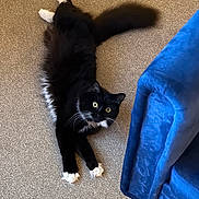 Daisy is registered to the contest to win money with this photo: alert, animal, black_and_white, blue_chair, carpet, cat, curious, cute, domestic, feline, fluffy, fur, home, indoor, paws, pet, relaxed, stretching, tail, whiskers