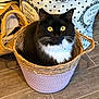 cat, tuxedo_cat, basket, indoor, floor, wooden_floor, curious, yellow_eyes, feline, pet, cozy, woven_basket, black_and_white, whiskers, looking_up, decor, fabric, text, home, domestic_animal