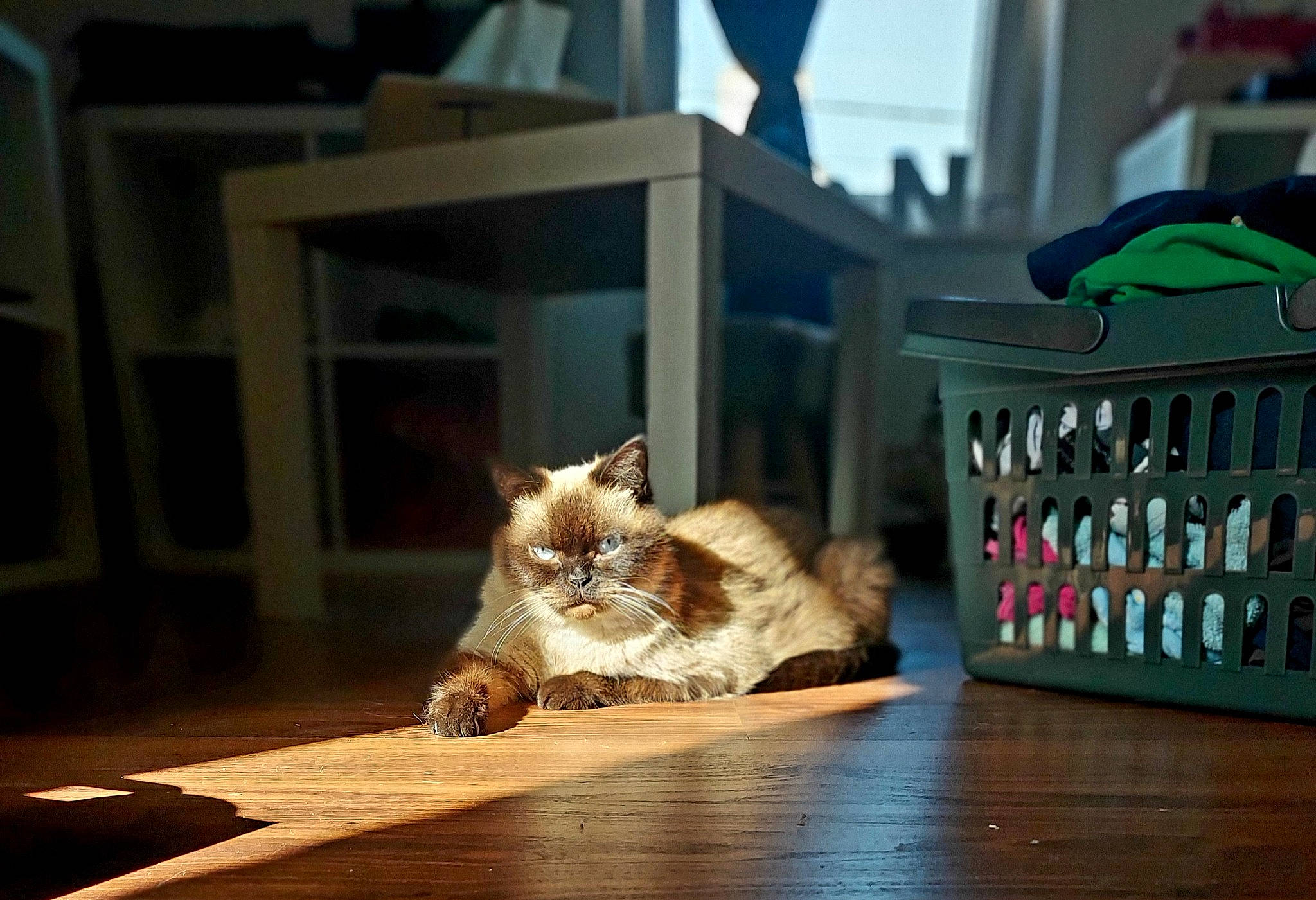 Laska participe au concours pour gagner de l'argent avec cette photo : box, canidae, carnivore, cat, cat_supply, comfort, companion_dog, domestic_short_haired_cat, fawn, felidae, floor, flooring, fur, hardwood, paw, room, small_to_medium_sized_cats, tail, whiskers, wood