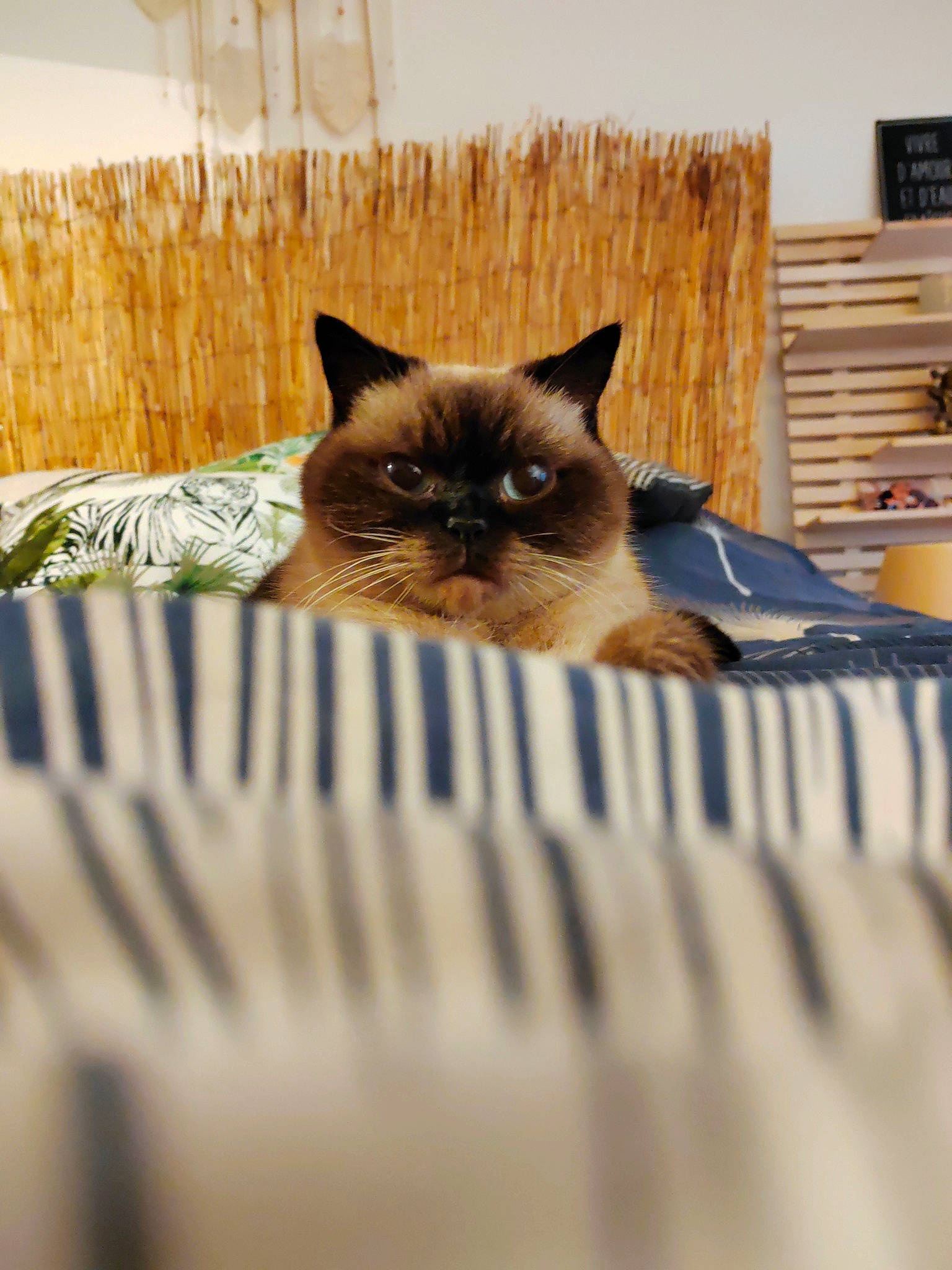 Laska participe au concours pour gagner de l'argent avec cette photo : birman, bookcase, carnivore, cat, fawn, felidae, flooring, fur, hardwood, linens, pattern, room, shelf, siamese, small_to_medium_sized_cats, snout, whiskers, wood