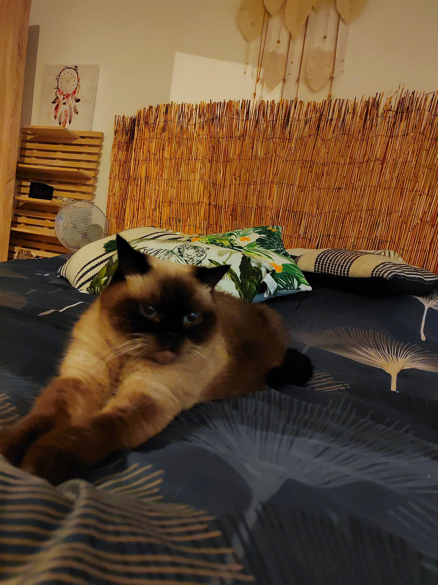 Laska a rejoint le concours — aidez-le/la à gagner de superbes lots ! birman, carnivore, cat, comfort, fawn, felidae, flooring, fur, grass, hardwood, interior_design, linens, plant, room, shade, siamese, small_to_medium_sized_cats, tints_and_shades, whiskers, wood