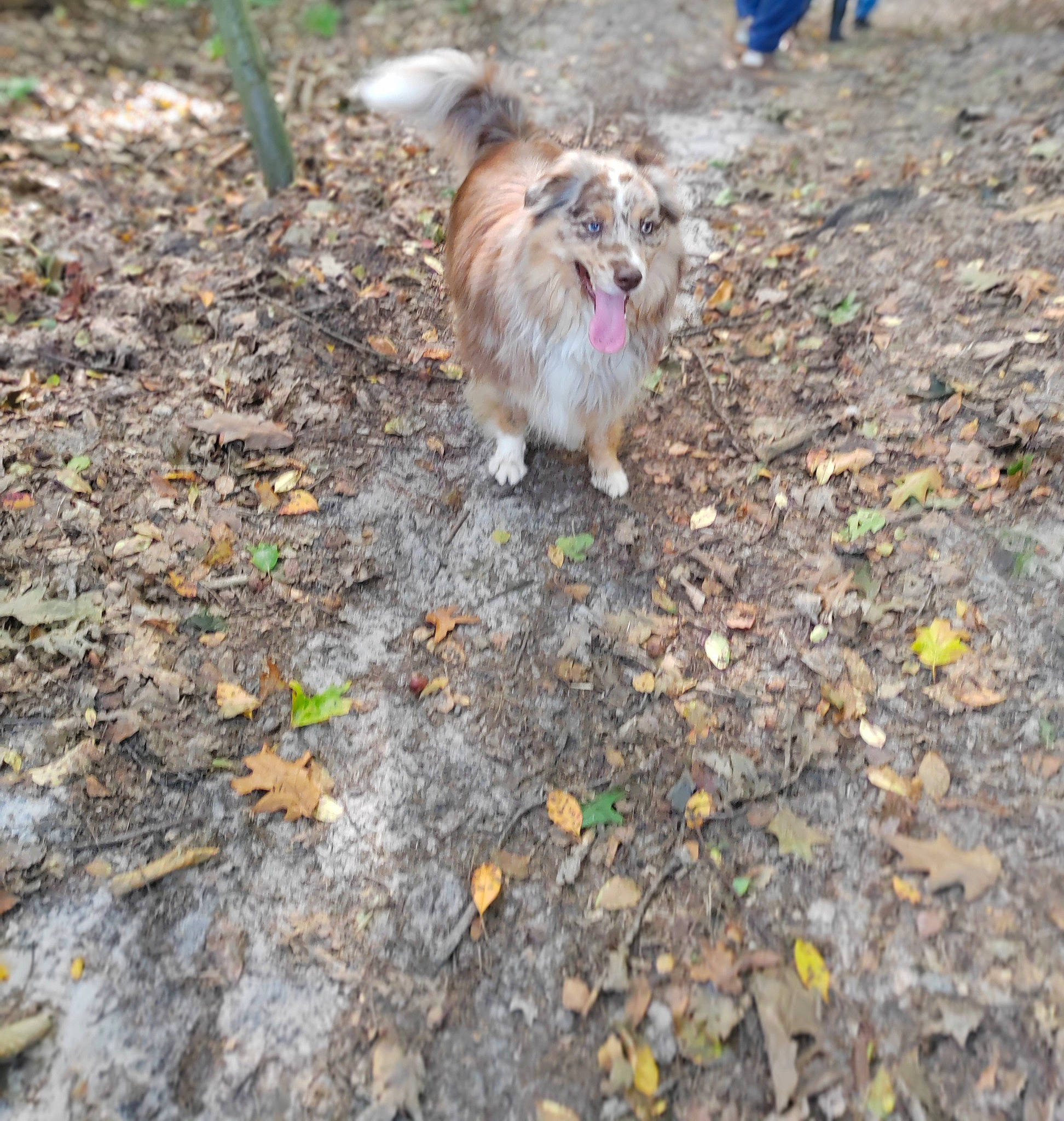 Foxie participe au concours pour gagner de l'argent avec cette photo : asphalt, canidae, carnivore, companion_dog, dog, dog_breed, fawn, felidae, fur, grass, mal_shi, paw, plant, road_surface, small_terrier, soil, sporting_group, tail, terrier, toy_dog