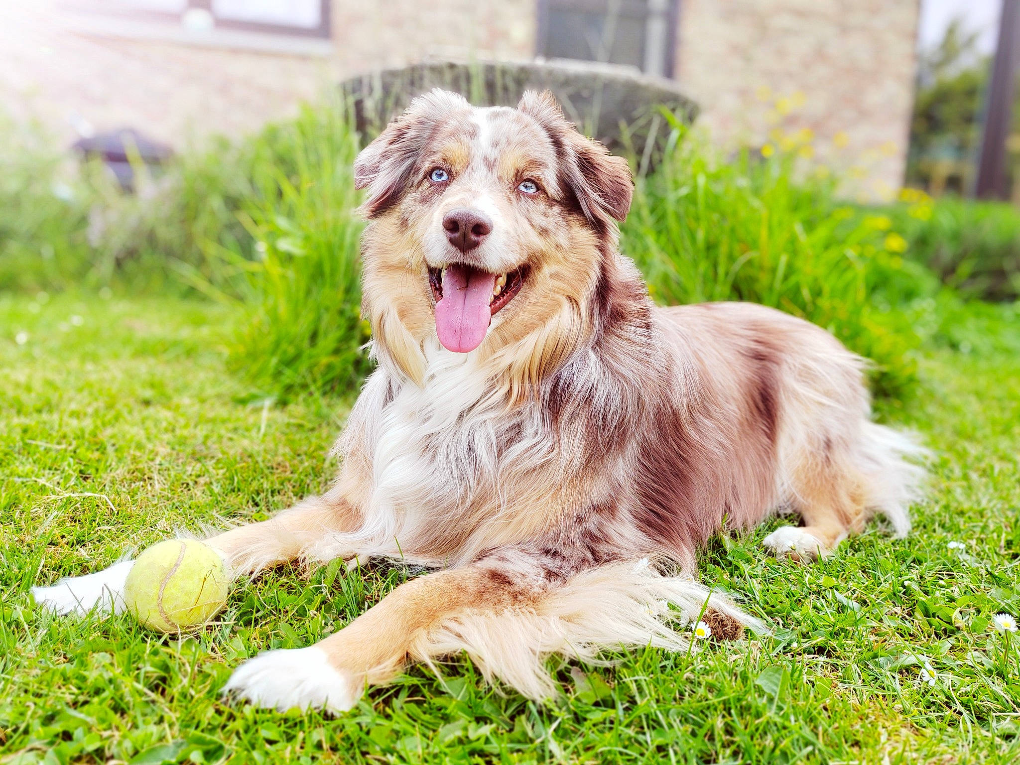 Foxie a rejoint le concours — aidez-le/la à gagner de superbes lots ! carnivore, companion_dog, dog, dog_breed, fang, fur, grass, groundcover, happy, liver, plant, smile, snout, sporting_group, terrestrial_animal, whiskers, working_dog, yawn