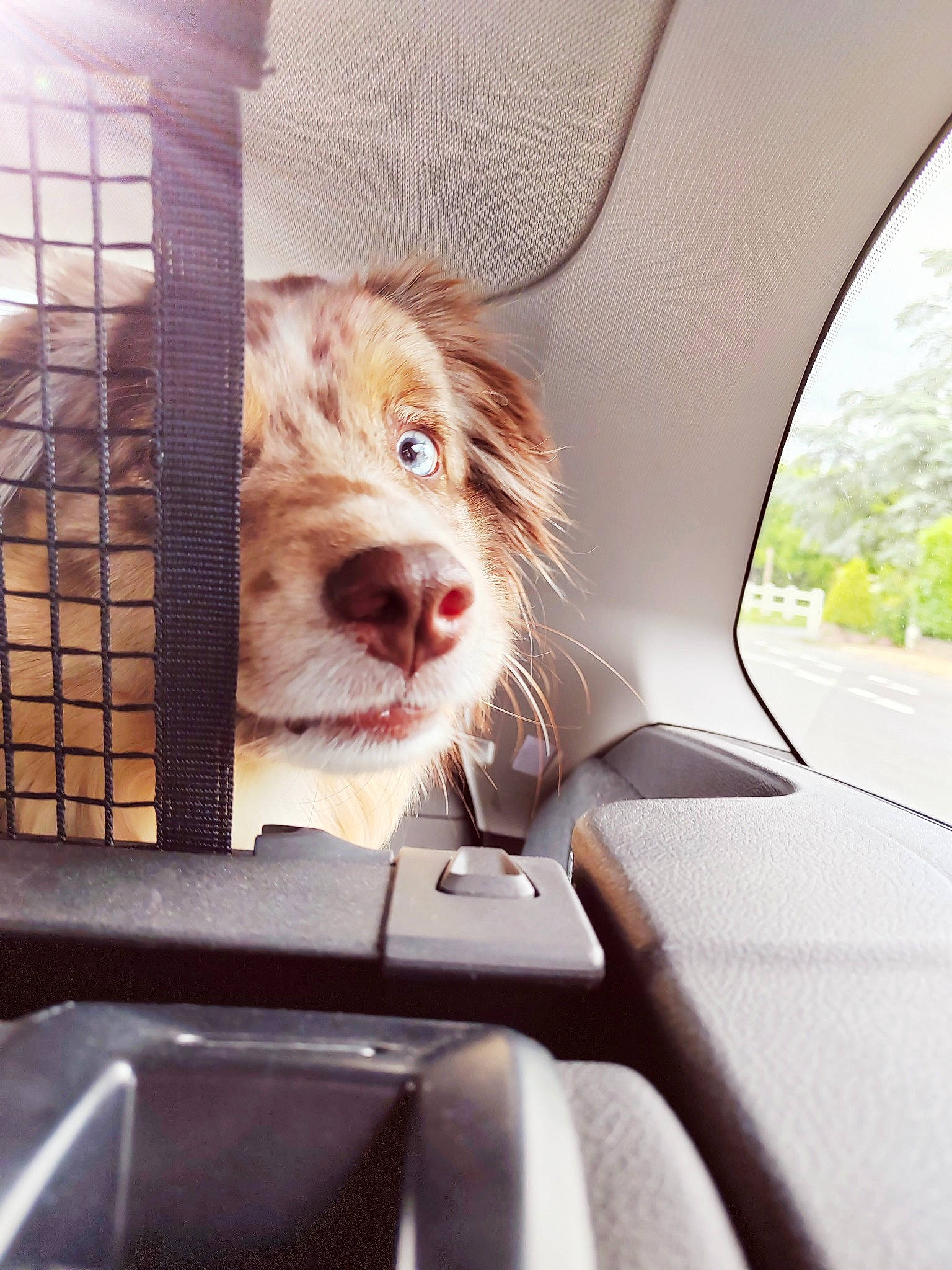 Foxie a rejoint le concours — aidez-le/la à gagner de superbes lots ! automotive_exterior, automotive_mirror, car, car_seat, carnivore, companion_dog, dog, dog_breed, dog_crate, dog_supply, motor_vehicle, personal_luxury_car, pet_supply, seat_belt, snout, vehicle, vehicle_door, whiskers, window, windshield