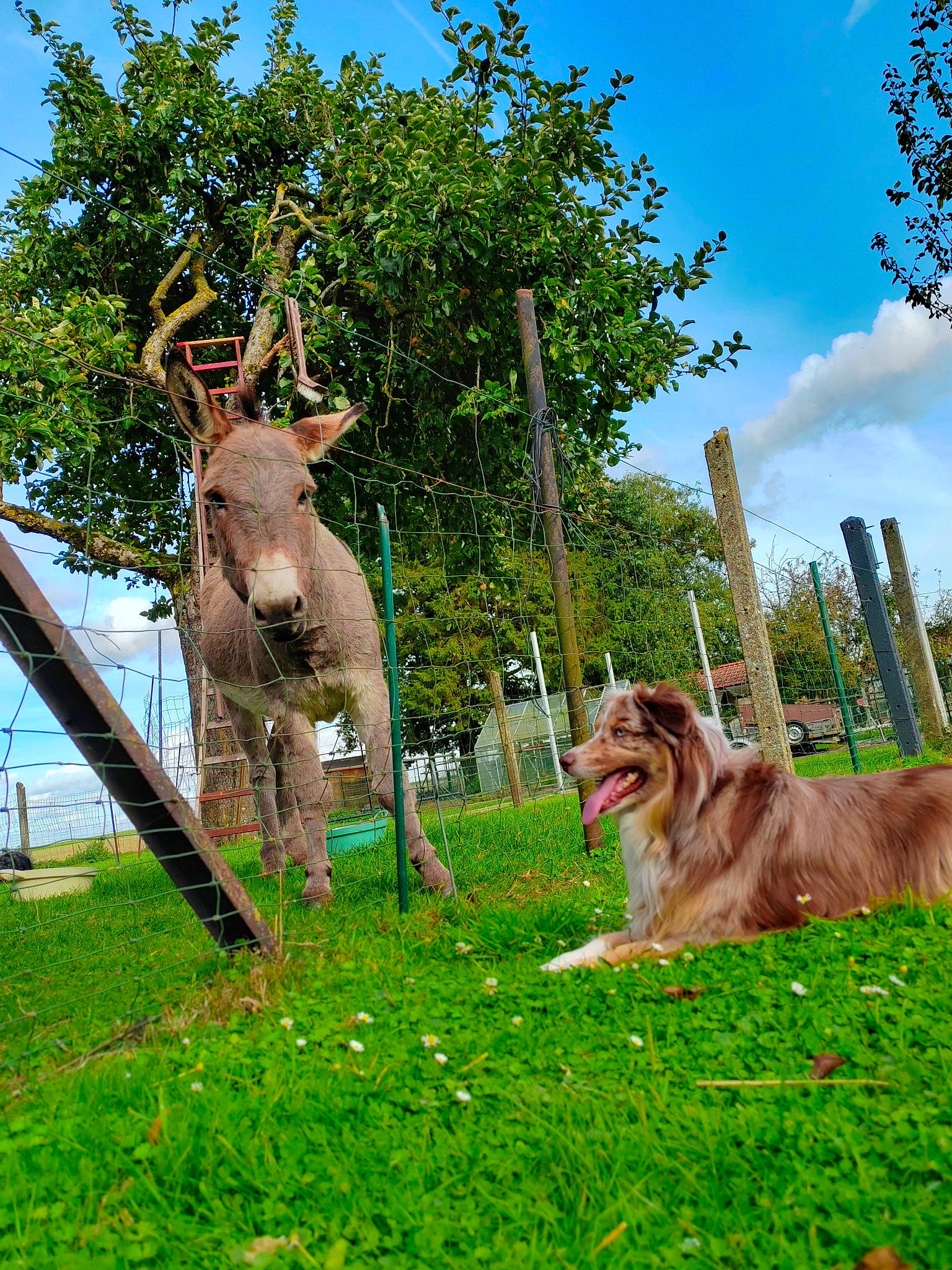 Foxie participe au concours pour gagner de l'argent avec cette photo : carnivore, cloud, companion_dog, dog, dog_breed, fawn, garden, grass, grassland, landscape, leisure, pasture, plant, sky, terrestrial_animal, tree, trunk, vertebrate, wildlife, wood