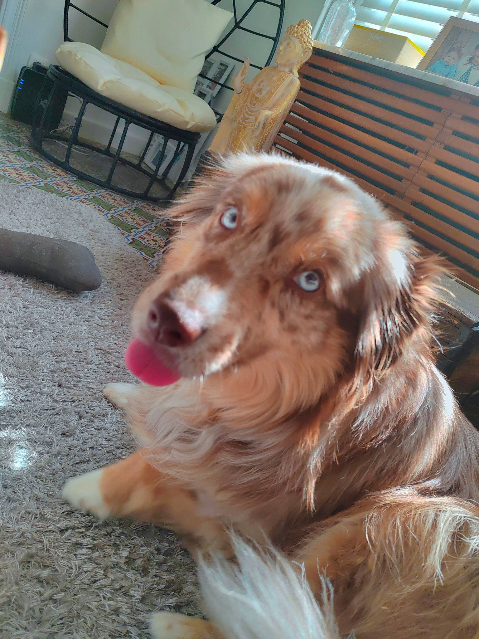 Foxie a rejoint le concours — aidez-le/la à gagner de superbes lots ! analog_television, canidae, carnivore, chair, cocker_spaniel, companion_dog, dog, dog_breed, fawn, fur, gun_dog, kitchen_appliance, liver, retriever, snout, spaniel, sporting_group, whiskers, window_blind, working_dog