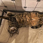 Minette a rejoint le concours — aidez-le/la à gagner de superbes lots ! cat, tabby_cat, pet, indoor, feline, fluffy, cushion, stretching, relaxed, curious, paw, fur, striped, resting, bed, tile_floor, tile_wall, animal, mammal, whiskers