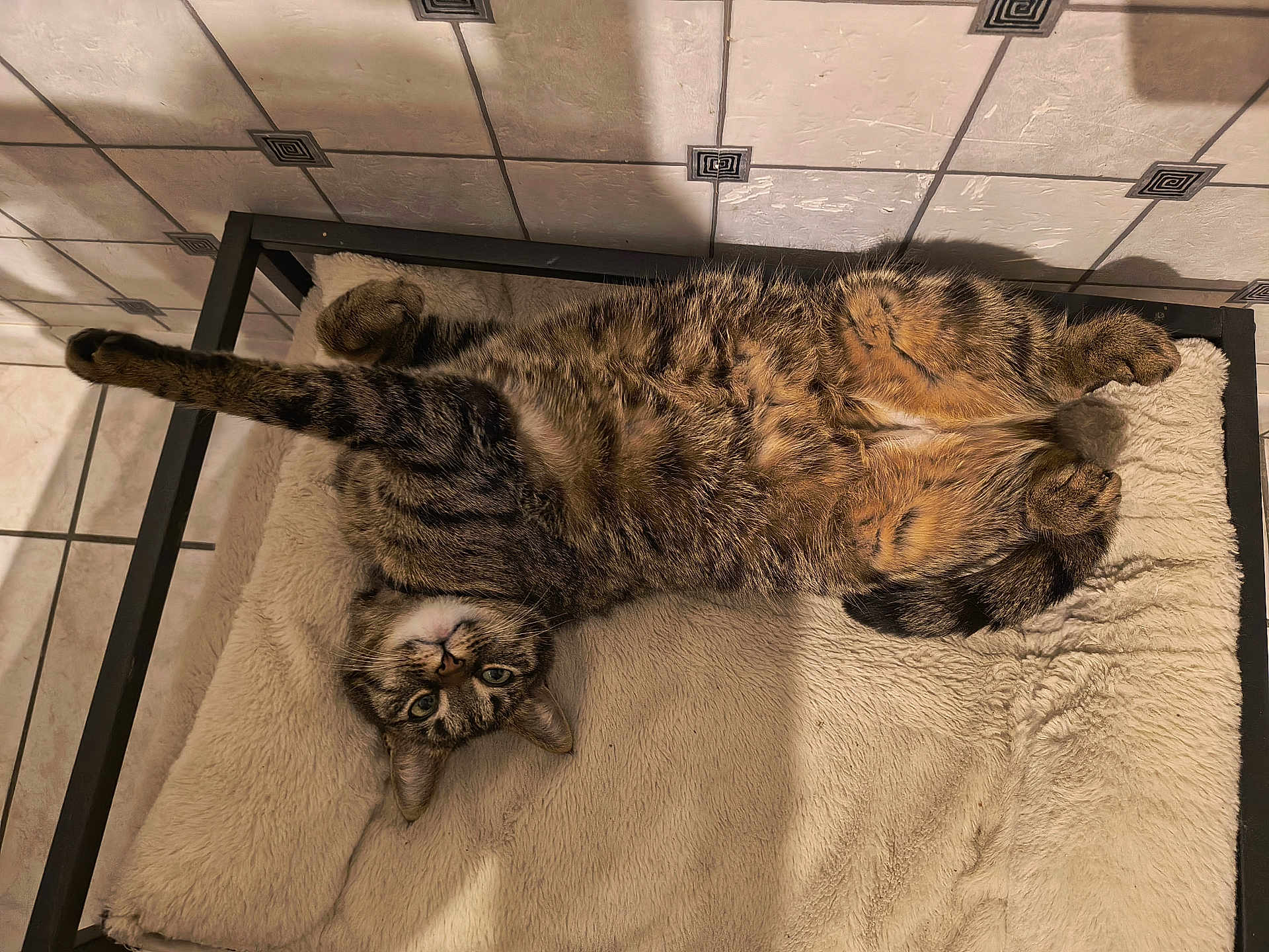 Minette a rejoint le concours — aidez-le/la à gagner de superbes lots ! cat, tabby_cat, pet, indoor, feline, fluffy, cushion, stretching, relaxed, curious, paw, fur, striped, resting, bed, tile_floor, tile_wall, animal, mammal, whiskers