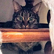 Minette a rejoint le concours — aidez-le/la à gagner de superbes lots ! alert, animal, cat, closeup, cozy, curious, eyes, feline, floor, furniture, hiding, indoor, paws, pet, quiet, soft, tabby, texture, whiskers, wood