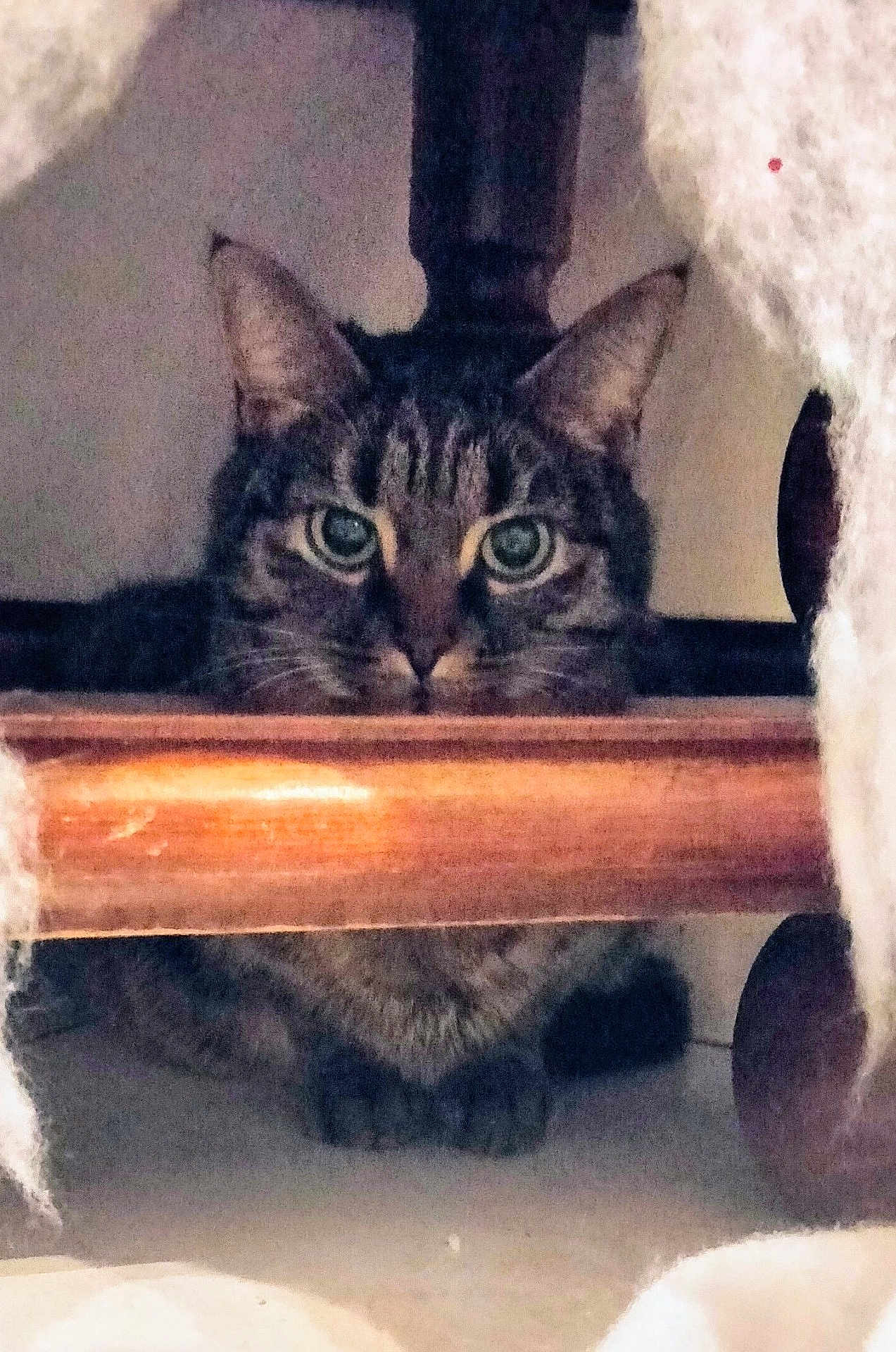 Minette