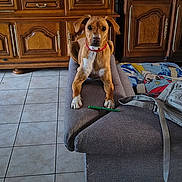 Tango participe au concours pour gagner de l'argent avec cette photo : armrest, backpack, blanket, brown_dog, casual, collar, couch, curious, dog, floor_tiles, furniture, home, indoor, living_room, looking, pen, pet, seated, sitting, wooden_cabinet