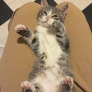 Bouly-Bob participe au concours pour gagner de l'argent avec cette photo : cat, kitten, gray_cat, white_chest, belly_up, lying_down, paw, pink_paw_pads, toe_beans, fluffy, pet, animal, indoors, lap, human_legs, tan_clothing, tiled_floor, black_and_white_tiles, portrait, cute