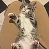 cat, kitten, gray_cat, white_chest, belly_up, lying_down, paw, pink_paw_pads, toe_beans, fluffy, pet, animal, indoors, lap, human_legs, tan_clothing, tiled_floor, black_and_white_tiles, portrait, cute