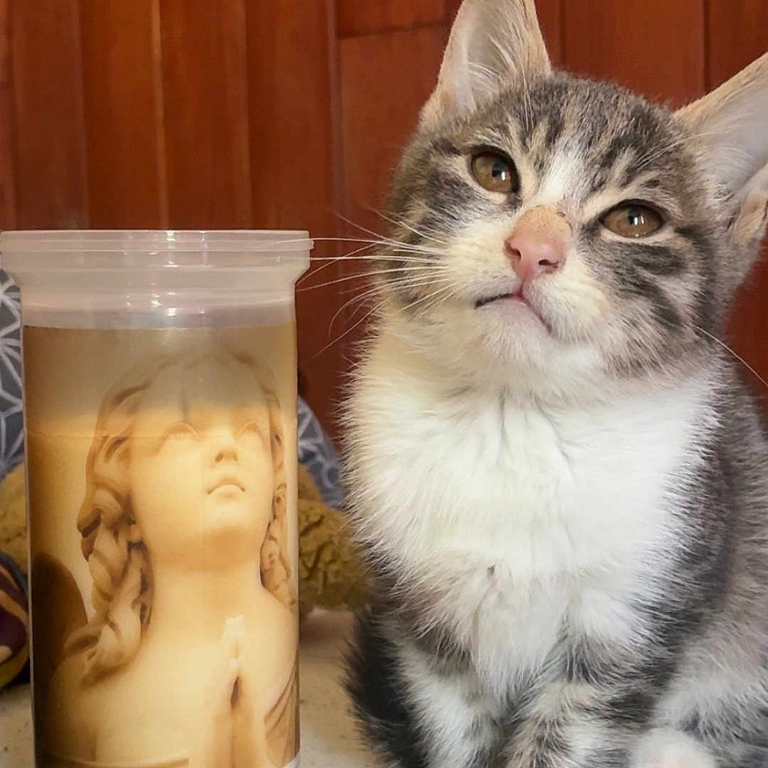 Bouly-Bob participe au concours pour gagner de l'argent avec cette photo : cat, kitten, gray_cat, white_fur, tabby, pet, animal, sitting, portrait, whiskers, ears, eyes, pink_nose, fluffy, indoors, wooden_wall, plastic_container, classical_face, packaging, household_scene