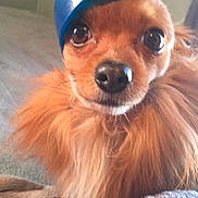 La Patterson joined the competition — help win amazing prizes! dog, small_dog, fluffy, brown_fur, hat, blue_hat, baseball_cap, indoor, blanket, pet, animal, cute, face, eyes, nose, fur, resting, cozy, closeup, portrait