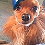 dog, small_dog, fluffy, brown_fur, hat, blue_hat, baseball_cap, indoor, blanket, pet, animal, cute, face, eyes, nose, fur, resting, cozy, closeup, portrait