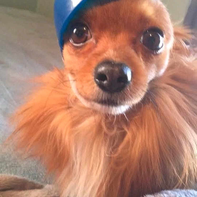 La Patterson joined the competition — help win amazing prizes! animal, baseball_cap, blanket, blue_hat, brown_fur, closeup, cozy, cute, dog, eyes, face, fluffy, fur, hat, indoor, nose, pet, portrait, resting, small_dog