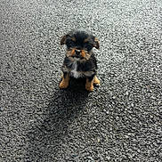 Harper joined the competition — help win amazing prizes! puppy, dog, small_dog, asphalt, shadow, outdoor, cute, fluffy, pet, animal, young, fur, black_and_tan, curious, sitting, texture, sunlight, expression, adorable, looking_at_camera