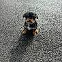 puppy, dog, small_dog, asphalt, shadow, outdoor, cute, fluffy, pet, animal, young, fur, black_and_tan, curious, sitting, texture, sunlight, expression, adorable, looking_at_camera