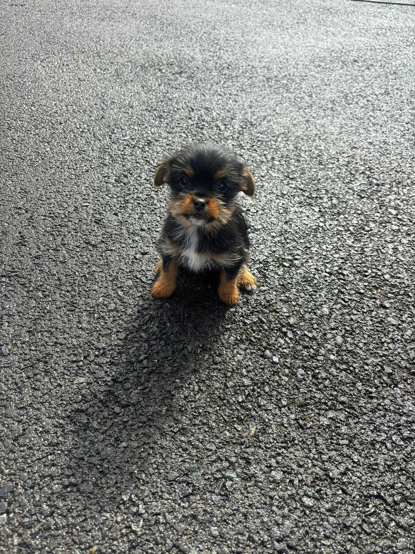 Harper joined the competition — help win amazing prizes! puppy, dog, small_dog, asphalt, shadow, outdoor, cute, fluffy, pet, animal, young, fur, black_and_tan, curious, sitting, texture, sunlight, expression, adorable, looking_at_camera