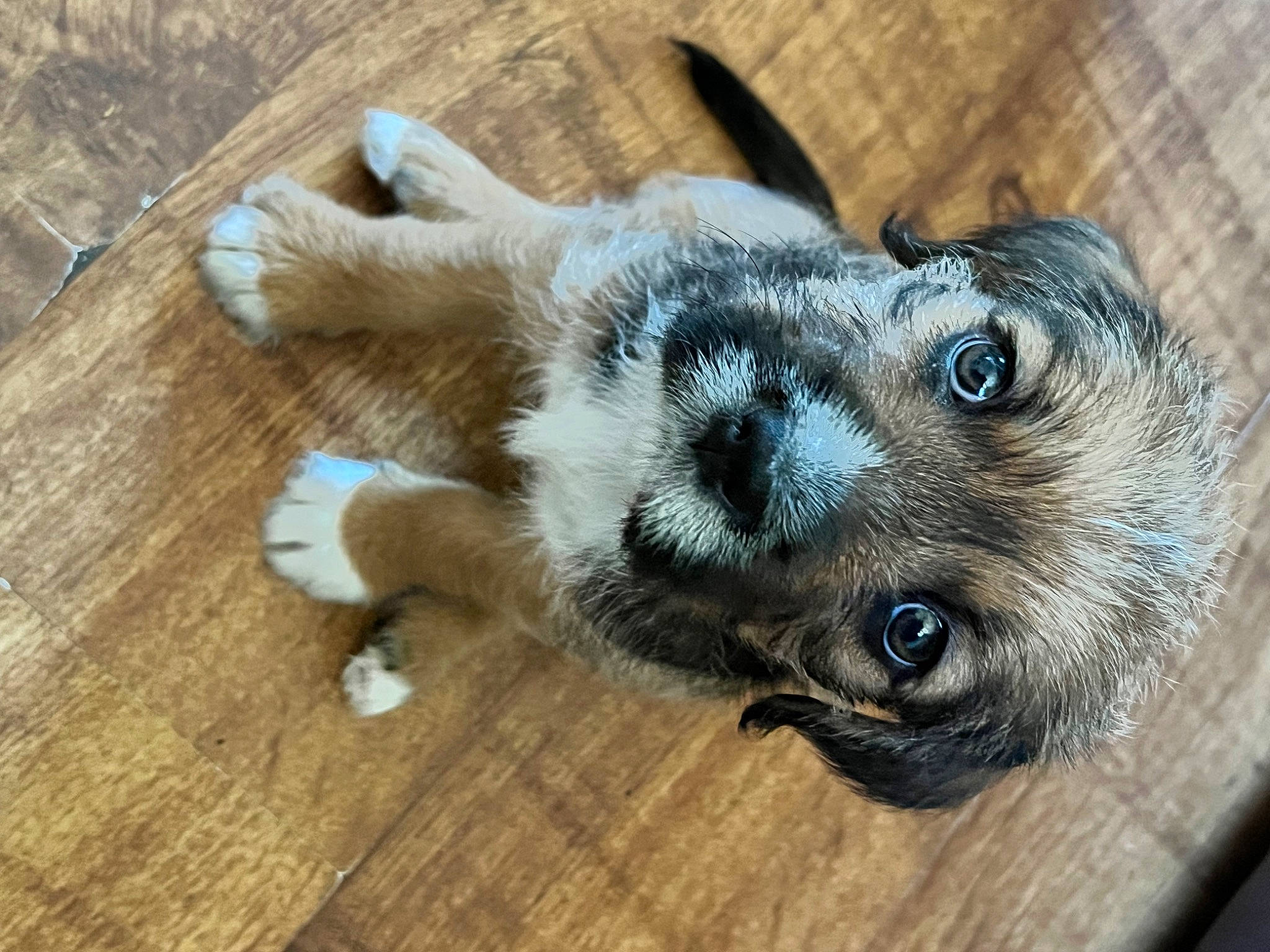 Bauer joined the competition — help win amazing prizes! canidae, carnivore, claw, companion_dog, dog, dog_breed, ear, fawn, fur, hardwood, insect, paw, plank, tail, terrestrial_animal, varnish, whiskers, wood, wood_stain, working_animal