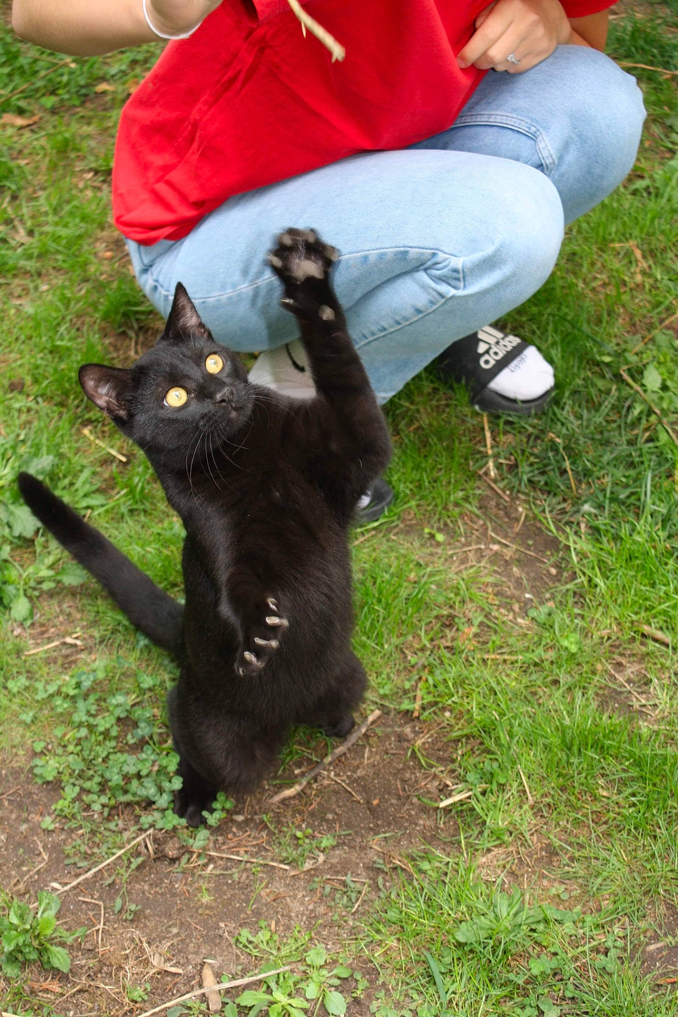 Sparrow participe au concours pour gagner de l'argent avec cette photo : black_cat, bombay, canidae, carnivore, cat, claw, dog_breed, domestic_short_haired_cat, felidae, fur, gesture, grass, human_leg, plant, small_to_medium_sized_cats, tail, terrestrial_animal, whiskers