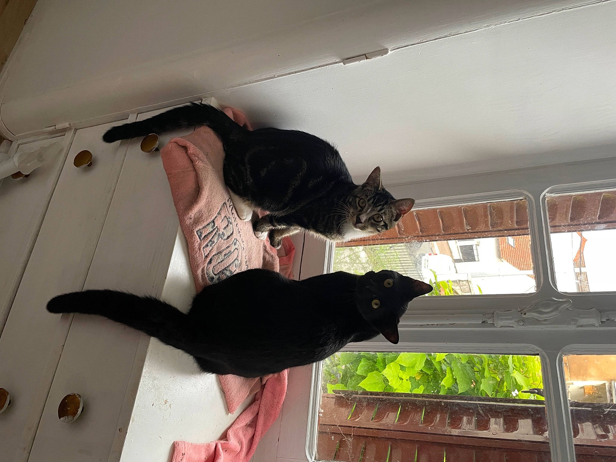 Sparrow participe au concours pour gagner de l'argent avec cette photo : carnivore, cat, ceiling, comfort, elbow, felidae, flooring, foot, fur, gesture, knee, mammal, plant, room, small_to_medium_sized_cats, tail, thigh, whiskers, window, wood