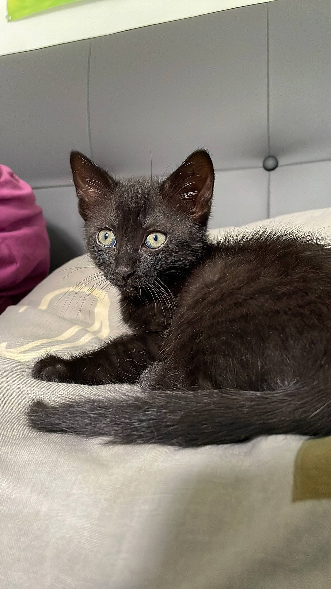 Sparrow a rejoint le concours — aidez-le/la à gagner de superbes lots ! black_cat, carnivore, cat, cat_bed, cat_furniture, cat_supply, claw, comfort, domestic_short_haired_cat, felidae, fur, grey, pet_supply, russian_blue, small_to_medium_sized_cats, snout, tail, terrestrial_animal, whiskers, window