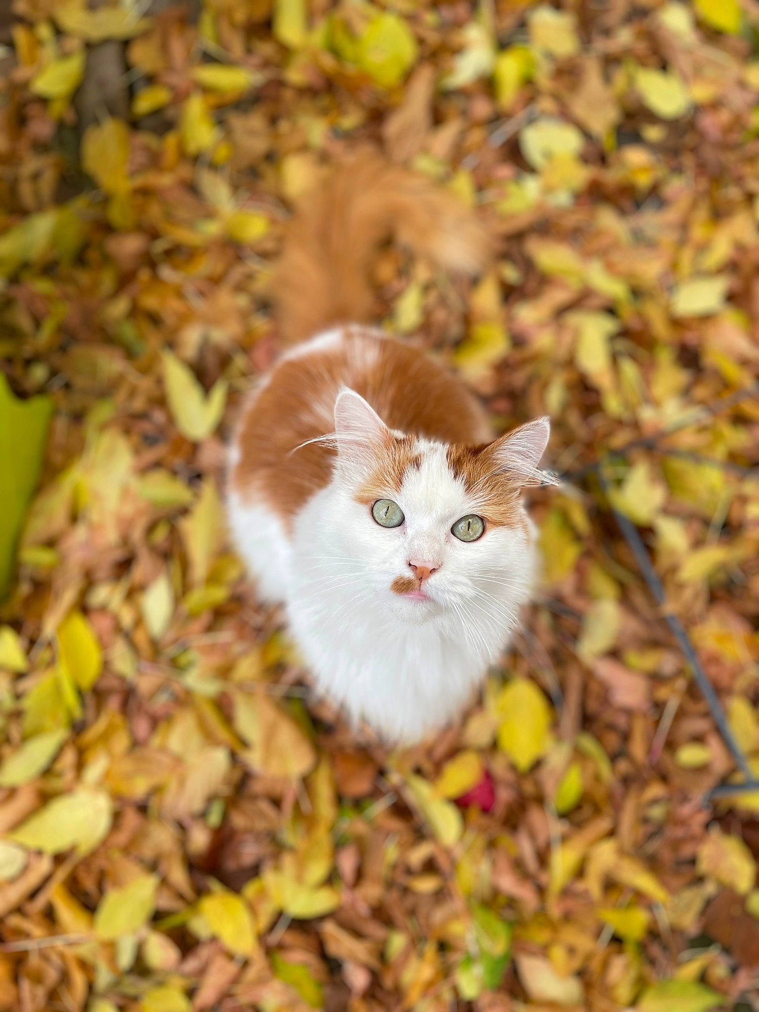 Garce participe au concours pour gagner de l'argent avec cette photo : branch, carnivore, cat, deciduous, domestic_short_haired_cat, fawn, felidae, fur, grass, groundcover, plant, small_to_medium_sized_cats, snout, tail, terrestrial_animal, tree, twig, whiskers, wildlife, wood