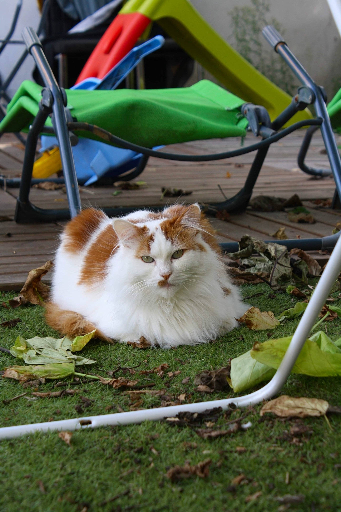 Garce participe au concours pour gagner de l'argent avec cette photo : canidae, carnivore, cat, chair, companion_dog, domestic_short_haired_cat, fawn, felidae, fur, grass, herbaceous_plant, plant, sitting, small_to_medium_sized_cats, sporting_group, tail, wheel, whiskers