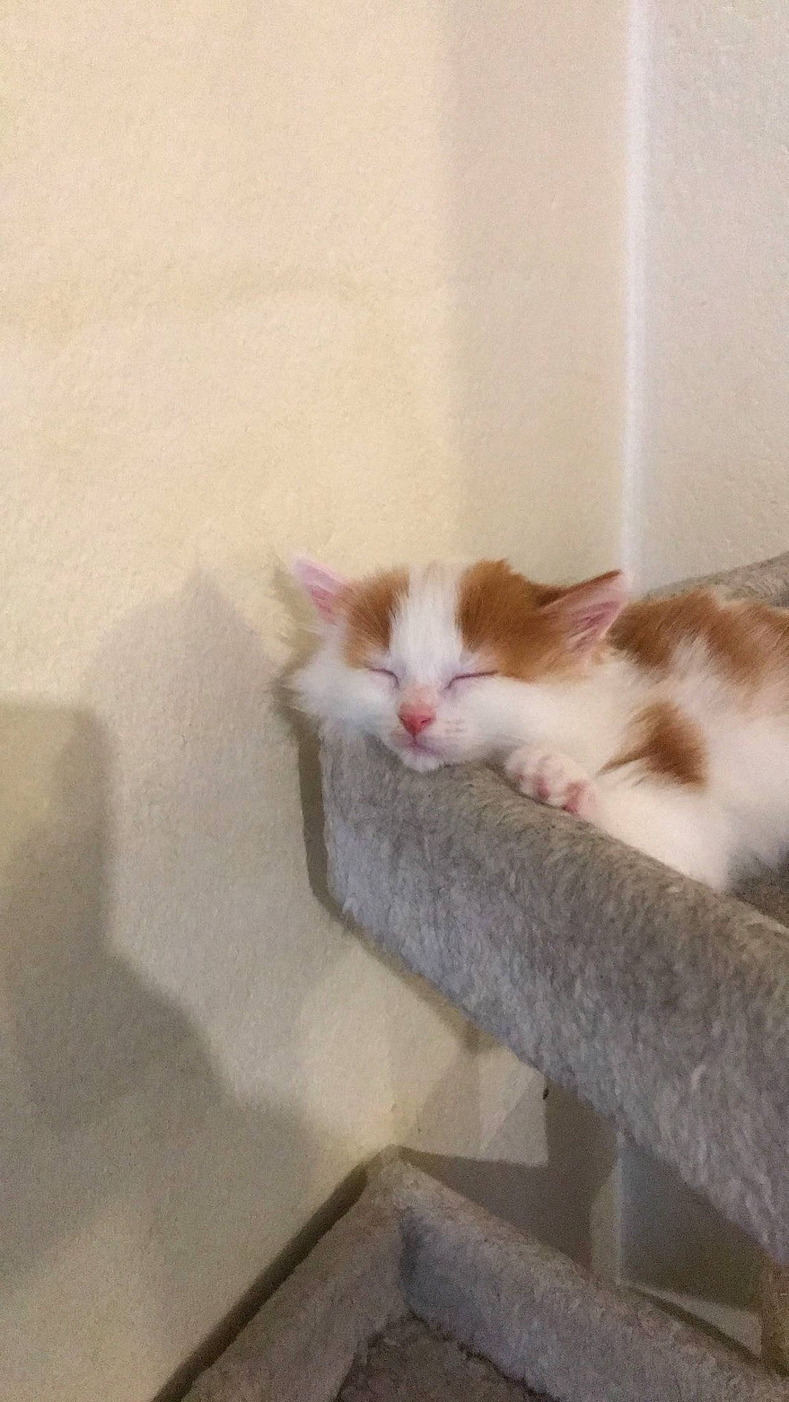 Garce participe au concours pour gagner de l'argent avec cette photo : carnivore, cat, claw, comfort, domestic_short_haired_cat, felidae, fur, hardwood, paw, small_to_medium_sized_cats, tail, whiskers, wood