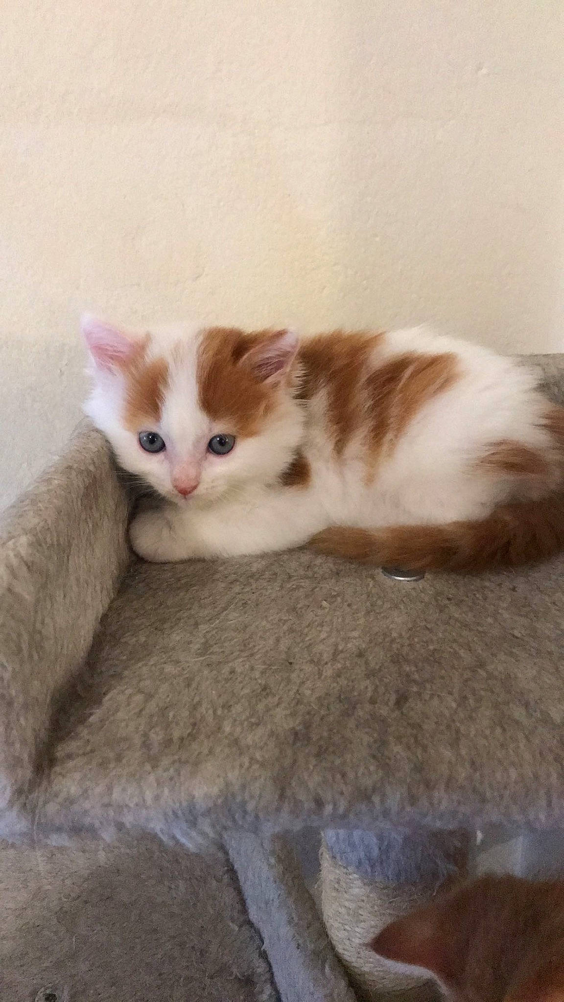 Garce participe au concours pour gagner de l'argent avec cette photo : carnivore, cat, claw, comfort, domestic_short_haired_cat, fawn, felidae, flooring, foot, fur, hardwood, paw, pedestal, sitting, small_to_medium_sized_cats, tail, whiskers, window, wood