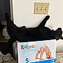 Phenix is registered to the contest to win money with this photo: animal, black_cat, box, cat, couch, curious, diaper_box, feline, funny_pose, household, indoor, light_switch, living_room, pet, playful, relaxed, stretching, wall, whiskers, yawning