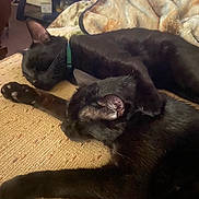 Phenix joined the competition — help win amazing prizes! animal, black_cat, blanket, cat, close_up, collar, companion, couch, cozy, domestic_animal, feline, fur, indoor, living_room, paw, pet, relaxing, resting, sleeping, two_animals