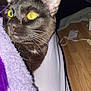 abyssinian, animal, bed, bedroom, blackcat, blanket, cat, furniture, hardwood, indoors, interiordesign, kitten, manx, pet, plywood, purple, quilt, siamese, towel, wood
