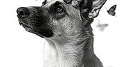 Stormy is registered to the contest to win money with this photo: dog, butterflies, black_and_white, portrait, animal, canine, close_up, sitting, upright, fur, ears, snout, nose, eyes, outdoor, nature, wildlife, monochrome, artistic, watermark