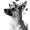 dog, butterflies, black_and_white, portrait, animal, canine, close_up, sitting, upright, fur, ears, snout, nose, eyes, outdoor, nature, wildlife, monochrome, artistic, watermark
