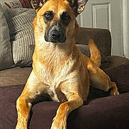 Stormy joined the competition — help win amazing prizes! dog, canine, tan_coat, black_mask, large_ears, sitting, couch, indoors, living_room, portrait, pet, animal, front_view, alert, relaxed, brown_fur, black_nose, paws, home, photography